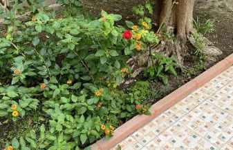 Il Giardino Segreto - Foto 18