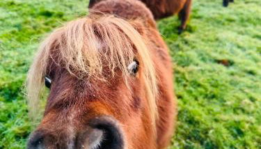 Bay View Cottage - Foto 2