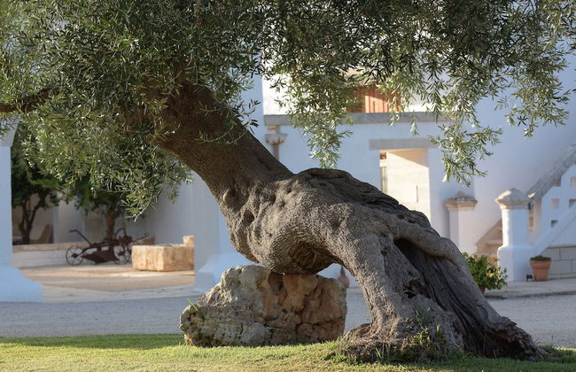 Agriturismo Masseria De Michele - Photo 51