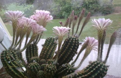 Ferienwohnungen Blum - Foto 21