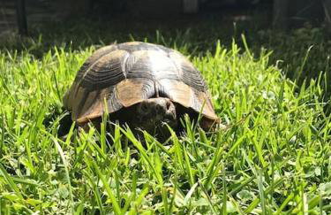 Small paradise in Saint Nicolas Village ! - Foto 38