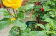 Casa Mami LUXURY big Holiday Hause - Foto 54