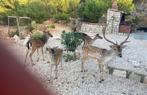 Villa Mali Jardin - Foto 49