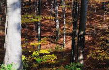 Dębowy Zakątek - Foto 41