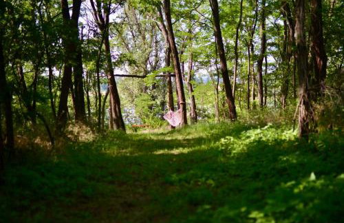 Rzeka i las - Photo 24