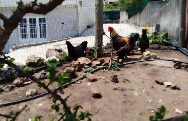 Paraiso Madeira - Suites - Foto 21