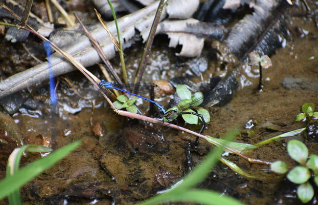 Trilha pelo santuário Otún Quimbaya - Foto 6
