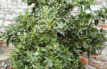 Sofilia view house - Foto 31