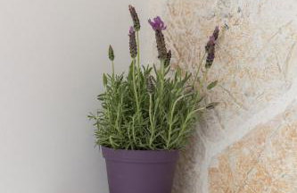 Bungalow Episkopiko - Foto 23