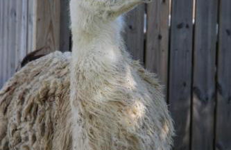 Château De Chaussy - Foto 42