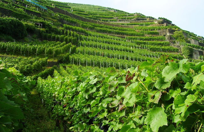 Holiday Home in Longkamp With Garden - Foto 38