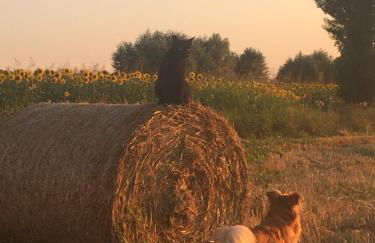 Corte San Giuliano - Foto 36