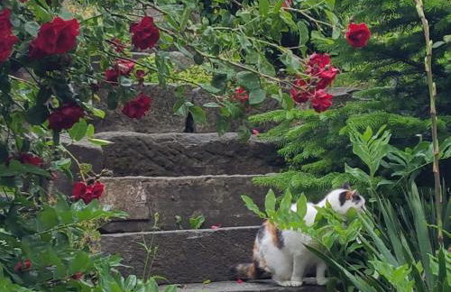 Auf-der-Muehlwiese - Foto 9