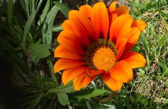 Quinta do Norte - Biscoitos - Photo 27