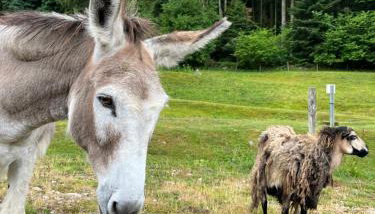 Les gîtes de la bergerie - Foto 4