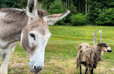 Les gîtes de la bergerie - Foto 4