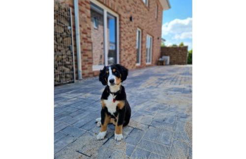 Holiday home Ebbe with dog up to 14 people - Foto 11