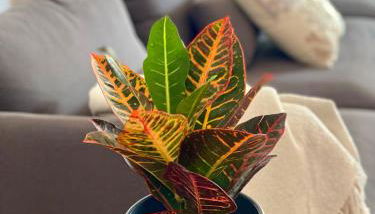 Casa Drago - Photo 2