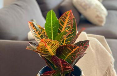 Casa Drago - Photo 2