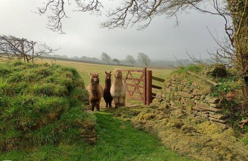 Fentrigan Manor Farm & Holiday Cottages - Foto 63