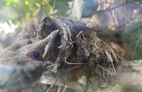 Jena The Grand Piano Suite - Foto 39