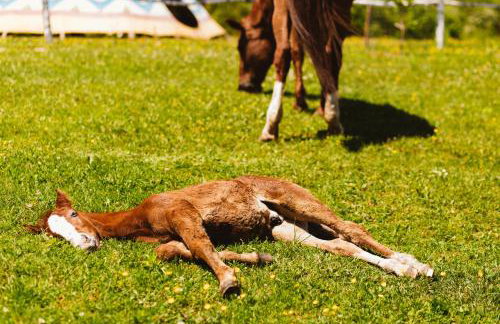 Apartment Lipa - Foto 38