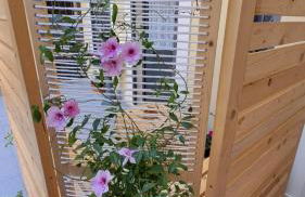 Il Cortile della Patrona - Photo 41