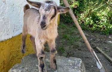 Casinha de férias no campo - Quintinha dos Cavalos - Arruda dos Vinhos - Foto 49