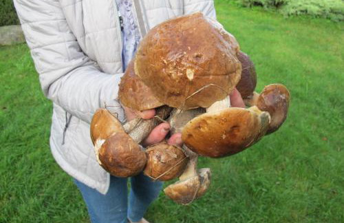 domki na leśnej polanie - Foto 30