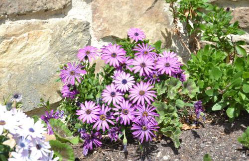 La Seronda de Redes - Foto 34