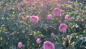 Mills Residence - Foto 5