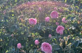 Mills Residence - Photo 5