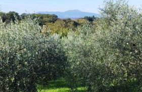 Serendipity - Foto 27