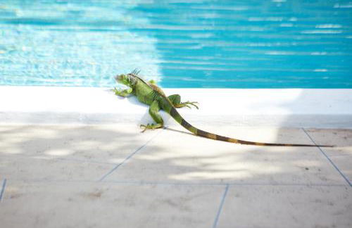 Private Villa Miami Pool Oasis - Foto 110