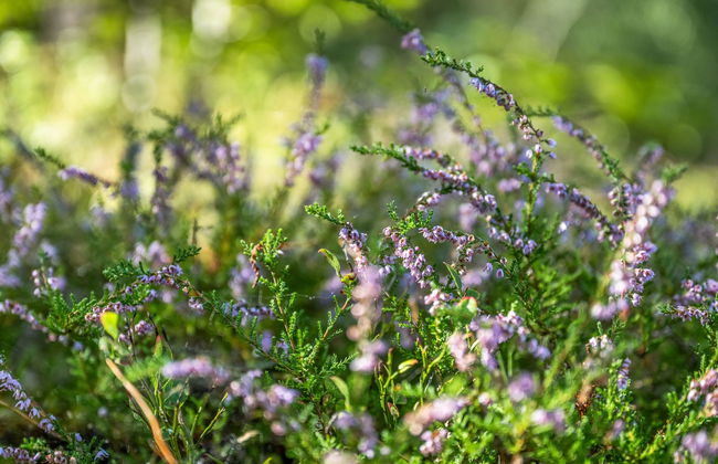 3 bedroom House in Olofström with garden - Photo 29