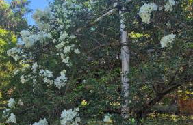 Chácara Santo Antonio - Foto 66