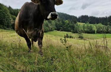 Ferienwohnung Arnika - Foto 13