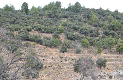 Casa LLovet - Foto 7