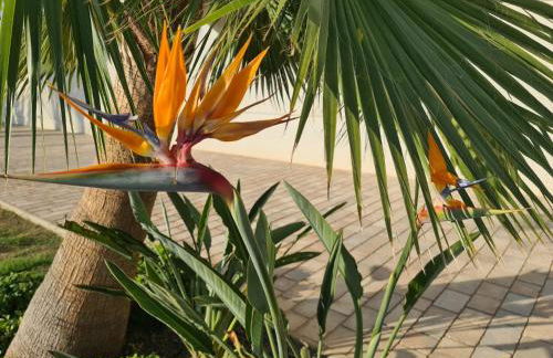 Penthouse Casa SARA, Greenhills, La Zenia, Orihuela Costa - Foto 31