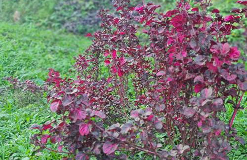 Rancho Comancho - Foto 32