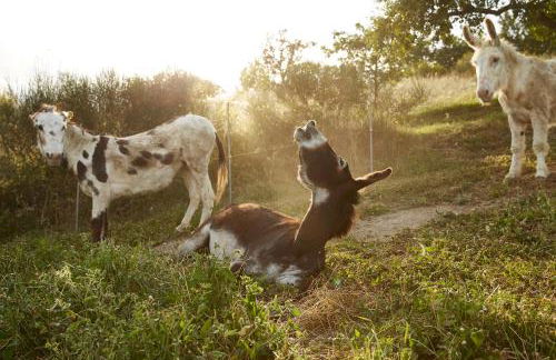Agriturismo Ca' del Ciuco - Foto 79