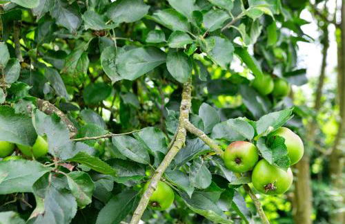 Chantry Cottage - Newby Hall, Ripon, North Yorkshire - Foto 14