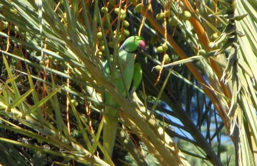 Residence Veles Plage - Foto 34