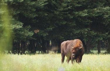 Chatka w lesie - Foto 38