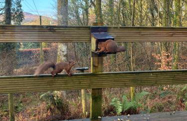 The Shack, Cally Avenue, Gatehouse of Fleet, Dumfries and Galloway, DG7 2 DH - Foto 30