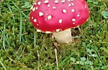 Waldgeflüster - Photo 17