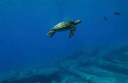 Hale Mai Hopohopo - Foto 41