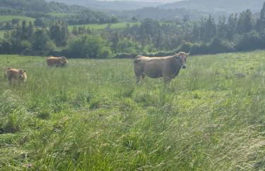 Casa vacacional Escuela la Llera - Foto 49