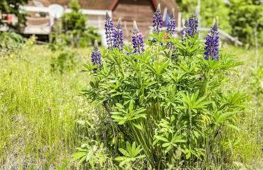 Lakefront Geodesic Dome 45 min to Acadia NP - Photo 10