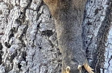 Cozy Sequoia Forest Cabin near Lake Isabella - Foto 40